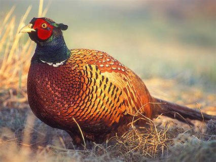 examples of farmed pheasant