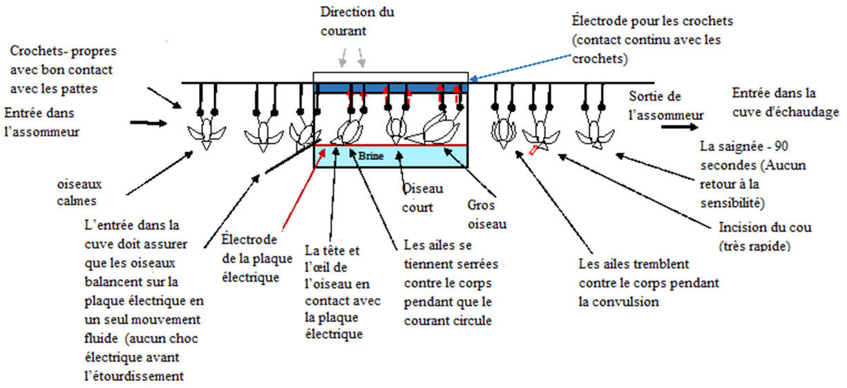 Schéma d'un étourdisseur électrique monophasé à plaque humide. Description ci-dessous.