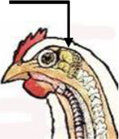 target location for placement (Figure a) of handheld electrical stunning devices on the head of a chicken between eyes and ears to span the brain