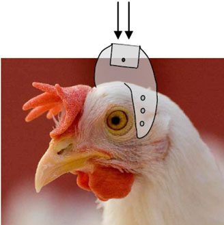 placement of hand-held equipment (e) on head of chicken spanning the brain