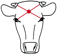 Frontal view of bovine head with landmarks.