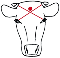 Frontal view of bovine head with landmarks for non-penetrative captive bolt that is approximately 20 mm above the intersection of an X formed by diagonal lines from the eyes to the base of the horns.
