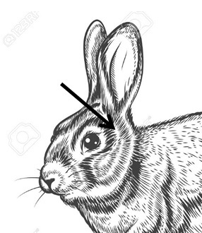 Vue de côté du lapin affichant le placement approprié, montrant avec une flèche, des électrodes de manière à enserrer le cerveau pour l'assommage électrique.