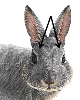 Frontal view of rabbit showing with an arrow the proper placement of electrical stunning electrodes to span the brain.