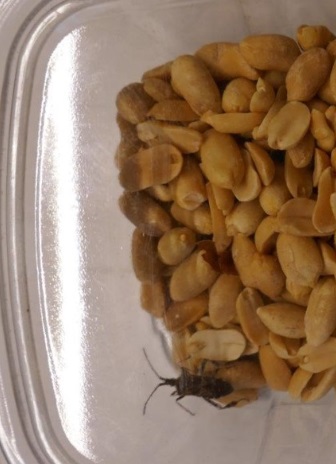 Image 2 - Insectes vivants dans les aliments emballés