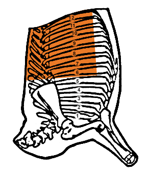 Primal rib