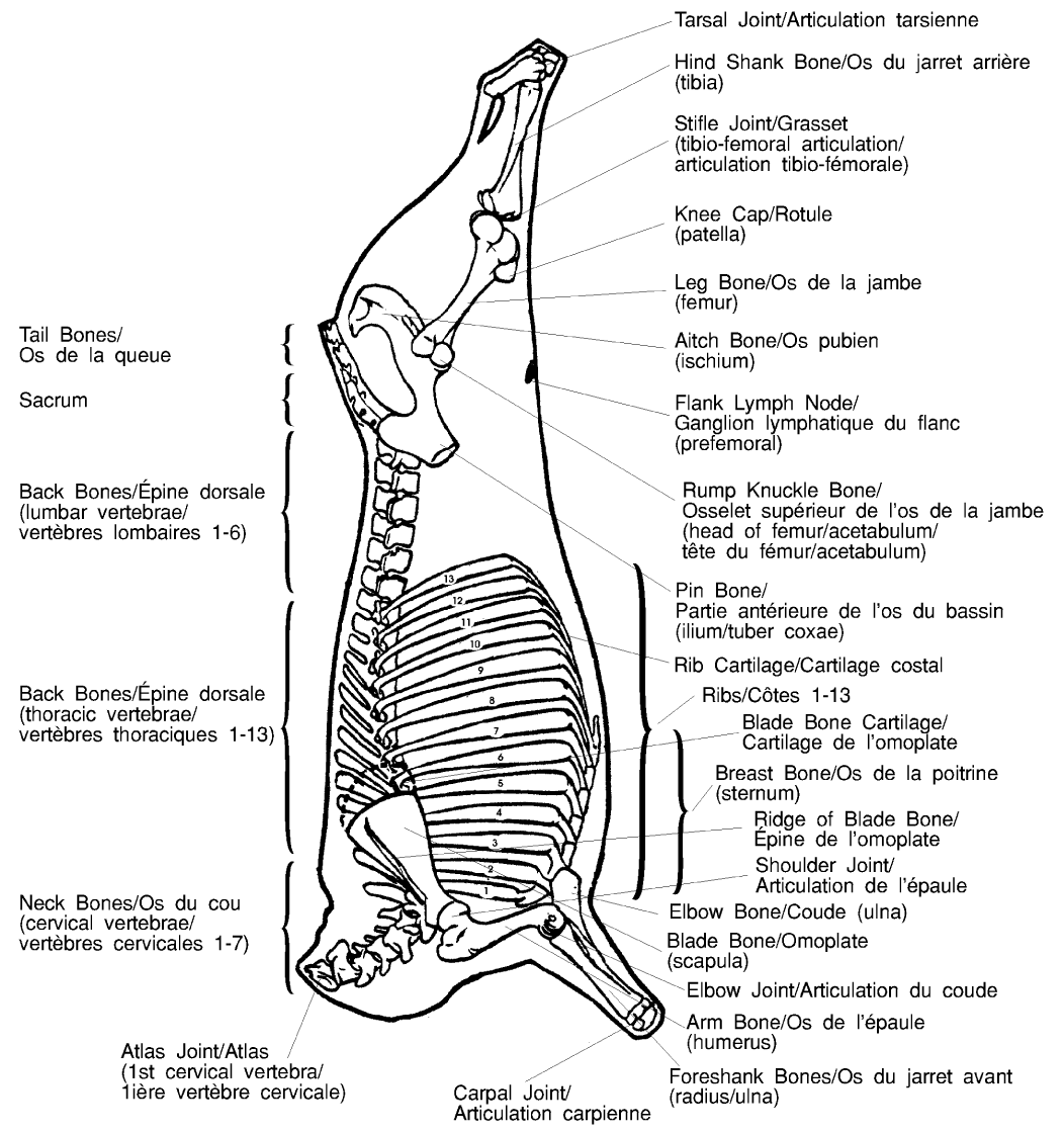 Skeletal diagram of a beef. Description follows.