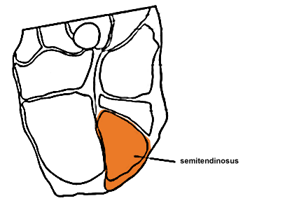 Noix de ronde – muscle de forme ronde (semitendinosus)