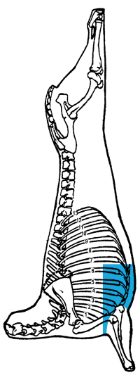 Description of breast