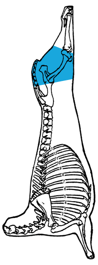 Description of leg, shank portion (B)