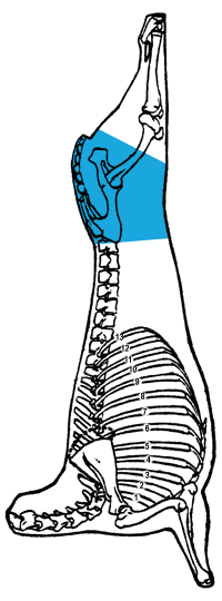 Description of leg, butt portion