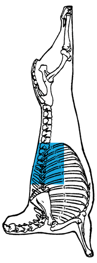 Description of rib