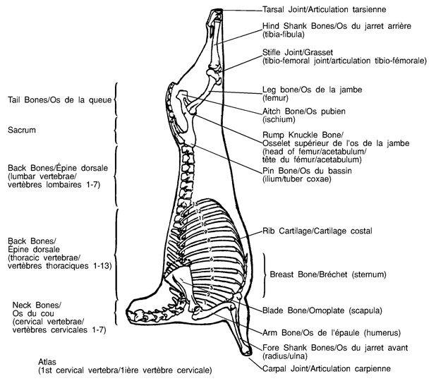 Lamb - Skeletal diagram. Description follows.