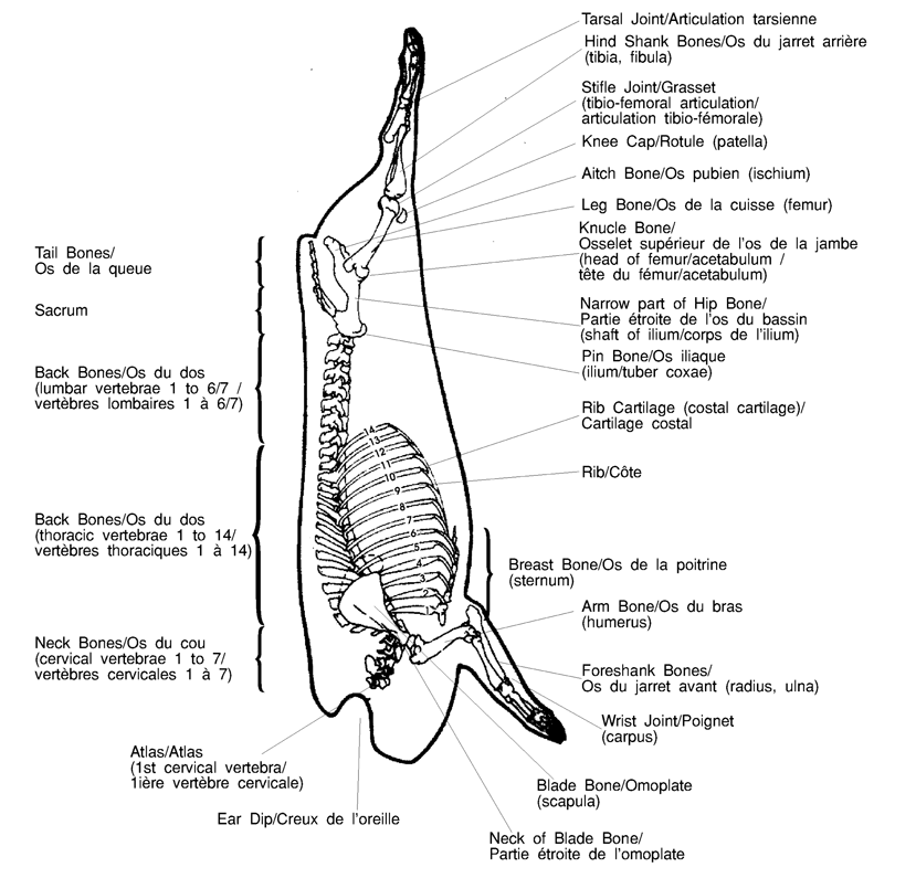 Description du Diagramme squelettique. Description ci-dessous.