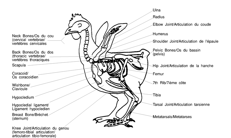 Description of skeletal diagram. Description follows