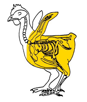 Description of poultry half