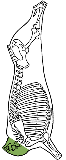 Description of neck