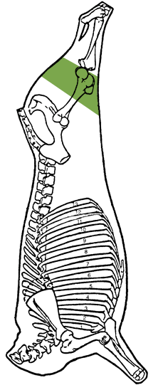 Description of leg, shank portion