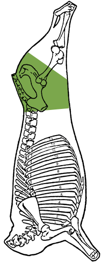 Description of leg, butt portion