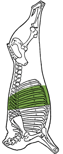 Description of rib (rack) and flank
