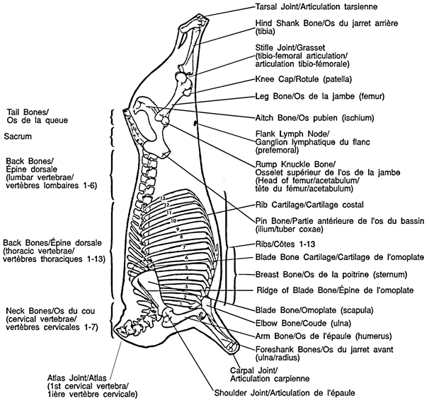 Diagram of meat cuts - Skeletal diagram of veal. Description follows