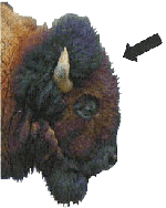 bison mâle mature - vue latérale avec une flèche pointant vers le point de repère