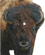 bison mâle mature - vue frontale avec indication du point de pénétration du projectile