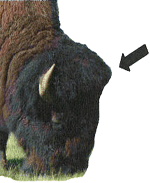 bison mâle mature - vue isométrique avec une flèche pointant vers le point de repère