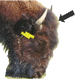 bison immature male - side view with location of brainstem and midbrain indicated and arrow pointing to stun site