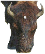 bison immature male - front view with entry point of the projectile indicated
