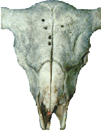 bison skull - top view with arrow pointing to properly located bullet hole