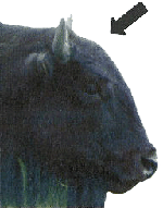 bison femelle mature - vue latérale avec une flèche pointant vers le point de repère