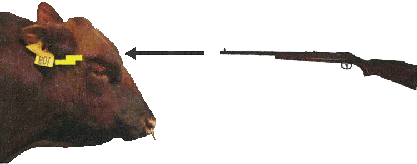 cow with firearm and projectile aimed at the midbrain and brainstem