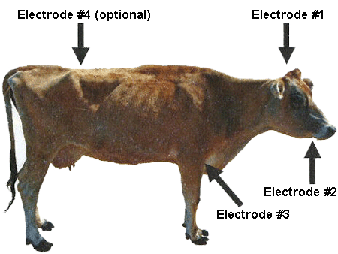image of a cow with four indications of landmarks for electrical stunning