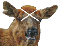 female elk - front view with intersection of diagonal lines indicating stun site