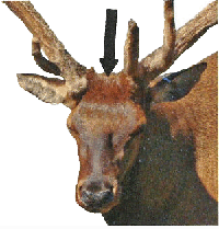 male elk - front view with arrow pointing to stun site