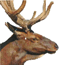male elk - side view with indication of stun site