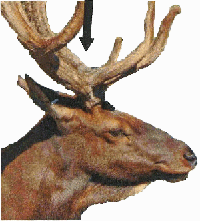 male elk - side view wirh arrow pointing to stun site