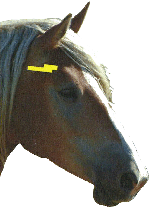 head of horse - side view with indication of stun area