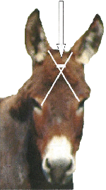 head of horse - front view with indication of stun area and arrow pointing to it