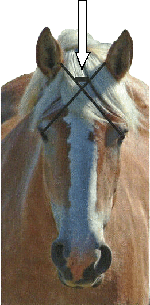 head of horse - front view with indication of stun area and arrow pointing to it