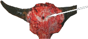 crâne de bison - dessus de la tête avec une flèche pointant vers le point d'entrée du projectile