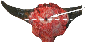 crâne de bison - dessus de la tête avec une flèche pointant vers le point d'entrée du projectile et une ligne imaginaire reliant la base d'une corne à l'autre