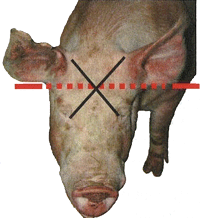 point de repère pour un animal immature montrant l'intersection des lignes et une ligne interne qui relie la base des deux oreilles