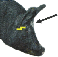 market hog with arrow pointing to stun site