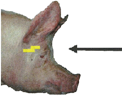 mature pig with curved front with arrow pointing to stun site