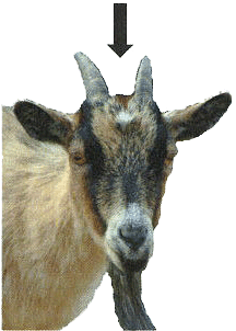 chèvre avec cornes - vue frontale avec une flèche pointant vers le point de repère