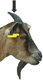 horned goat - side view with arrow pointing to stun site