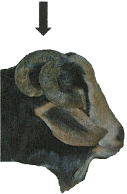 horned sheep - side view with arrow pointing to stun site