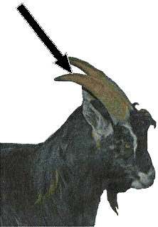 horned goat - side view with arrow pointing between horns